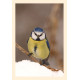 Grußkarte Vogelporträt: Blaumeise im Schnee